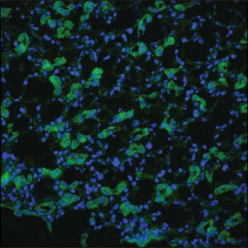 Anti-AQP1 antibody produced in rabbit 1&#160;mg/mL, affinity isolated antibody