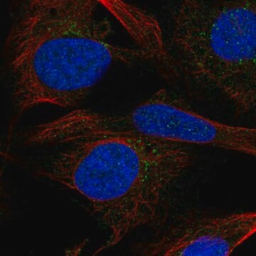 Anti-Sgms2 Antibody Produced In Rabbit Prestige Antibodies&#174; Powered by Atlas Antibodies, affinity isolated antibody, buffered aqueous glycerol solution