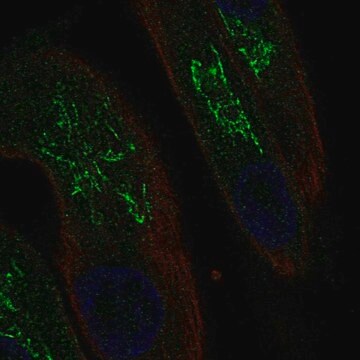 Anti-MAL antibody produced in rabbit Prestige Antibodies&#174; Powered by Atlas Antibodies, affinity isolated antibody