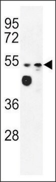 ANTI-MALD2(C-TERMINAL) antibody produced in rabbit affinity isolated antibody, buffered aqueous solution