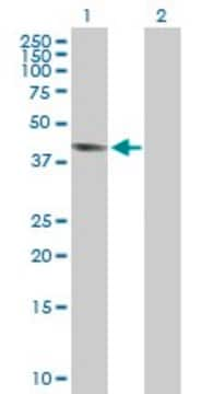 Anti-GPR175 antibody produced in mouse purified immunoglobulin, buffered aqueous solution