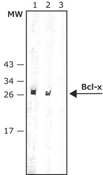 Anti-Bcl-x antibody produced in rabbit affinity isolated antibody, buffered aqueous solution