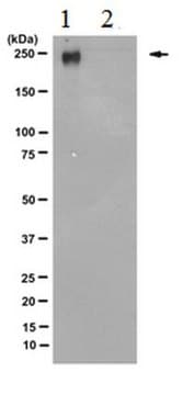 Anti-RNA polymerase II subunit B1 (phospho-CTD Ser-5) Antibody, clone 3E8 culture supernatant, clone 3E8, from rat