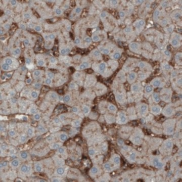 Monoclonal Anti-ITIH4 antibody produced in mouse Prestige Antibodies&#174; Powered by Atlas Antibodies, clone CL1858, purified immunoglobulin, buffered aqueous glycerol solution