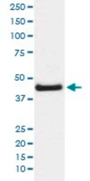 Monoclonal Anti-JUN (phospho S63) antibody produced in rabbit clone IGA-10