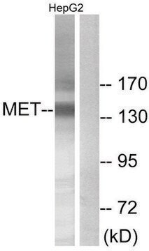 Anti-MET antibody produced in rabbit affinity isolated antibody