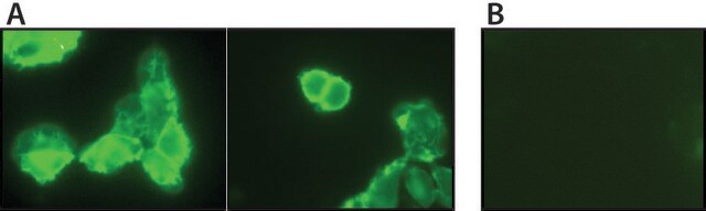 Anti-Phosphotyrosine (pY-256) antibody produced in rabbit affinity isolated antibody, buffered aqueous solution