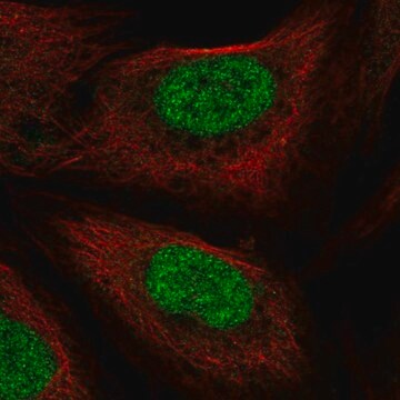 Anti-PHAX antibody produced in rabbit Prestige Antibodies&#174; Powered by Atlas Antibodies, affinity isolated antibody