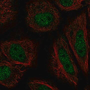 Anti-ZFY antibody produced in rabbit Prestige Antibodies&#174; Powered by Atlas Antibodies, affinity isolated antibody