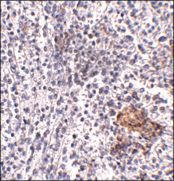 Anti-SHOC2 antibody produced in rabbit affinity isolated antibody, buffered aqueous solution