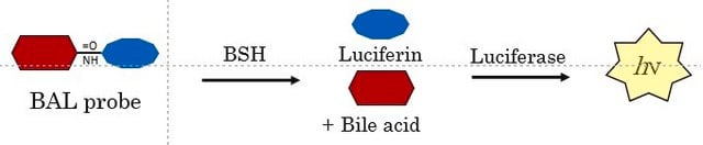 BioTracker BSH Activity Bioluminescent Probe