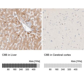 Anti-C8B antibody produced in rabbit Prestige Antibodies&#174; Powered by Atlas Antibodies, affinity isolated antibody, buffered aqueous glycerol solution