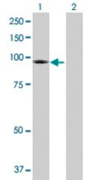 Anti-TRPC4AP antibody produced in rabbit purified immunoglobulin, buffered aqueous solution