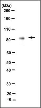 Anti-B-Myb Antibody, clone LX015.1 clone LX015.1, from mouse