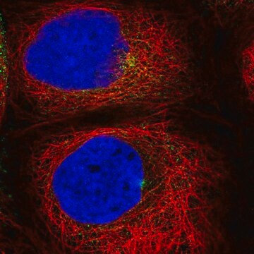 Anti-RAB11A antibody produced in rabbit Prestige Antibodies&#174; Powered by Atlas Antibodies, affinity isolated antibody