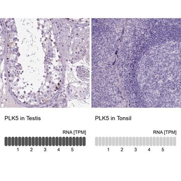 Anti-PLK5 antibody produced in rabbit Prestige Antibodies&#174; Powered by Atlas Antibodies, affinity isolated antibody, buffered aqueous glycerol solution