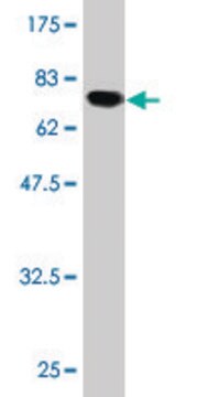 Monoclonal Anti-ATF4 antibody produced in mouse clone 2E3, purified immunoglobulin, buffered aqueous solution