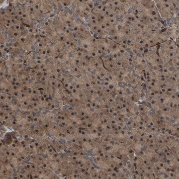 Anti-FAM161B antibody produced in rabbit Prestige Antibodies&#174; Powered by Atlas Antibodies, affinity isolated antibody, buffered aqueous glycerol solution