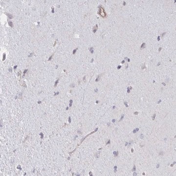 Anti-SHISA7 antibody produced in rabbit Prestige Antibodies&#174; Powered by Atlas Antibodies, affinity isolated antibody, buffered aqueous glycerol solution