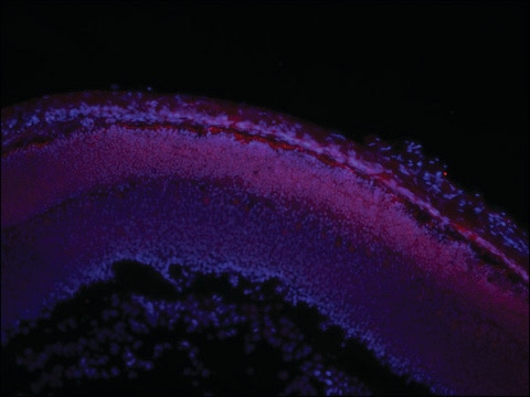 Monoclonal Anti-PIAS3 antibody produced in mouse ~2&#160;mg/mL, clone PIA3, purified immunoglobulin, buffered aqueous solution