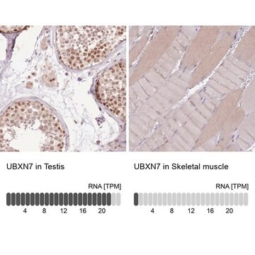 Anti-UBXN7 antibody produced in rabbit Prestige Antibodies&#174; Powered by Atlas Antibodies, affinity isolated antibody, buffered aqueous glycerol solution