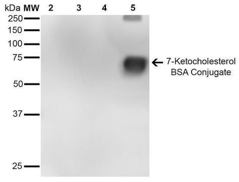 Monoclonal Anti-7-Ketocholesterol antibody produced in mouse clone 7E1