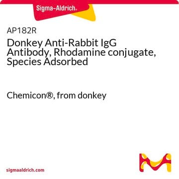 Donkey Anti-Rabbit IgG Antibody, Rhodamine conjugate, Species Adsorbed Chemicon&#174;, from donkey