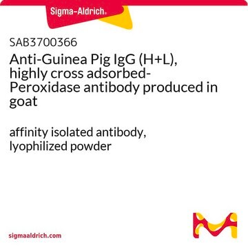 Anti-Guinea Pig IgG (H+L), highly cross adsorbed-Peroxidase antibody produced in goat affinity isolated antibody, lyophilized powder