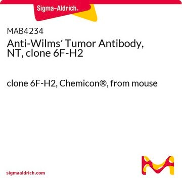 Anticorps anti-tumeur de Wilms (NT), clone&nbsp;6F-H2 clone 6F-H2, Chemicon&#174;, from mouse