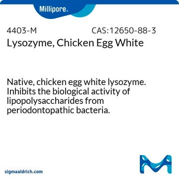 Lysozym, Hühnereiweiß. Native, chicken egg white lysozyme. Inhibits the biological activity of lipopolysaccharides from periodontopathic bacteria.