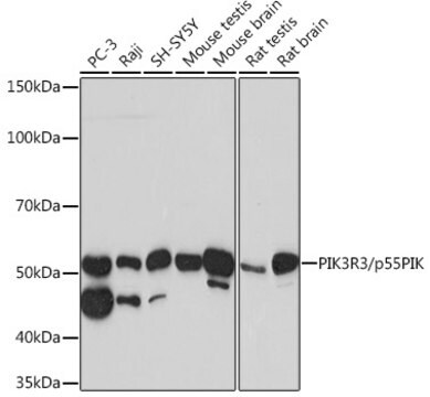 Anti-PIK3R3/p55PIK Antibody, clone 2I10M9, Rabbit Monoclonal