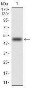 Monoclonal Anti-RAF1 antibody produced in mouse clone 4G4, purified immunoglobulin, buffered aqueous solution