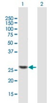 ANTI-TRMU antibody produced in mouse purified immunoglobulin, buffered aqueous solution