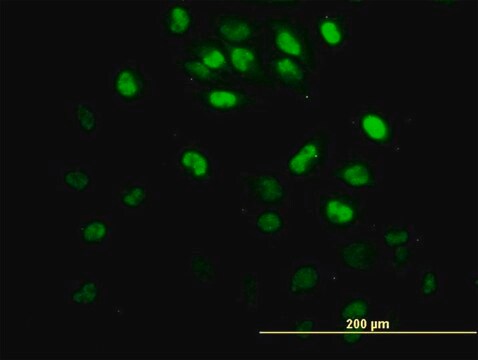 Monoclonal Anti-IRX3 antibody produced in mouse clone 1D7, purified immunoglobulin, buffered aqueous solution