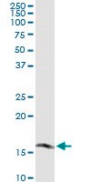 Monoclonal Anti-FUNDC2 antibody produced in mouse clone 2G12, purified immunoglobulin, buffered aqueous solution