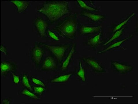 Monoclonal Anti-PRPF4B antibody produced in mouse clone 3E10, purified immunoglobulin, buffered aqueous solution