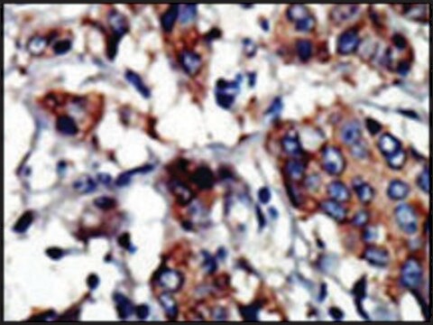 Anti-PACSIN3 (N-term) antibody produced in rabbit IgG fraction of antiserum, buffered aqueous solution