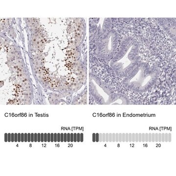 Anti-C16orf86 antibody produced in rabbit Prestige Antibodies&#174; Powered by Atlas Antibodies, affinity isolated antibody