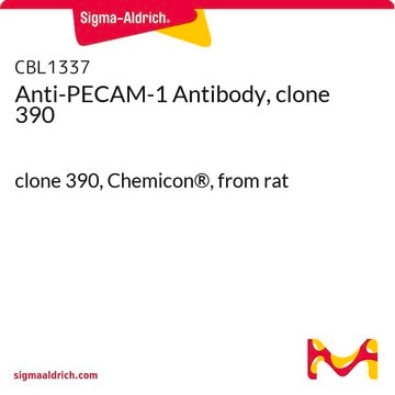 Anti-PECAM-1 Antibody, clone 390 clone 390, Chemicon&#174;, from rat