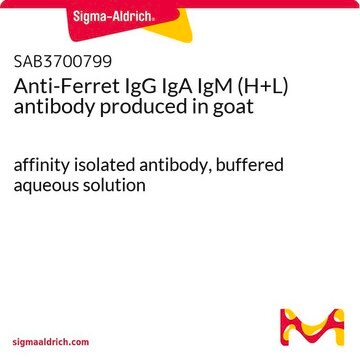 Anti-Ferret IgG IgA IgM (H+L) antibody produced in goat affinity isolated antibody, buffered aqueous solution