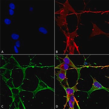 Monoclonal Anti-beta 4 Spectrin antibody produced in mouse clone S393-2