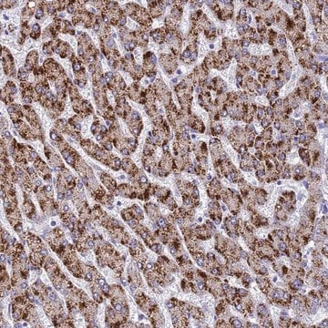 Anti-MS4A13 antibody produced in rabbit Prestige Antibodies&#174; Powered by Atlas Antibodies, affinity isolated antibody, buffered aqueous glycerol solution