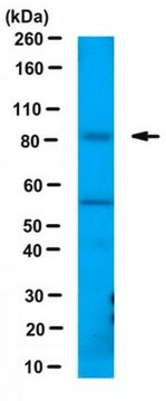 Anti-Sec23A Antibody from rabbit, purified by affinity chromatography