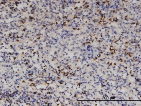 Monoclonal Anti-HDAC4 antibody produced in mouse clone 2B11, purified immunoglobulin, buffered aqueous solution