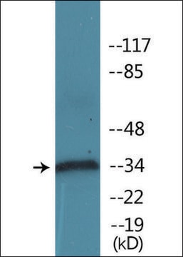 Anti-phospho-CD32 (pTyr292) antibody produced in rabbit affinity isolated antibody