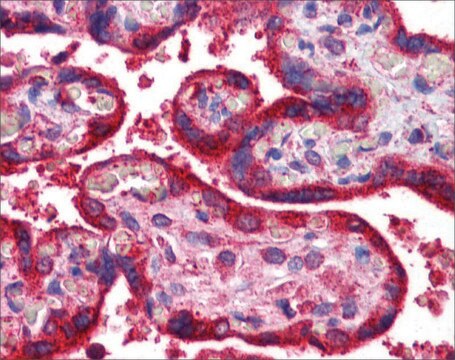 Anti-WNT3A antibody produced in rabbit affinity isolated antibody