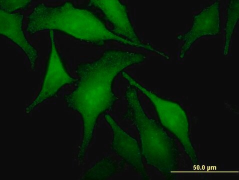 Monoclonal Anti-SNX6 antibody produced in mouse clone 3B11, purified immunoglobulin, buffered aqueous solution