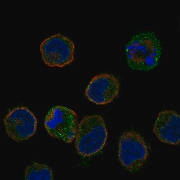 Anti-Lst1 Antibody Produced In Rabbit Prestige Antibodies&#174; Powered by Atlas Antibodies, affinity isolated antibody, buffered aqueous glycerol solution