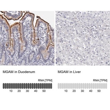 Anti-MGAM antibody produced in rabbit Prestige Antibodies&#174; Powered by Atlas Antibodies, affinity isolated antibody, buffered aqueous glycerol solution