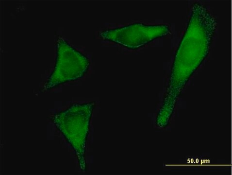 Anti-PRPSAP2 antibody produced in mouse IgG fraction of antiserum, buffered aqueous solution